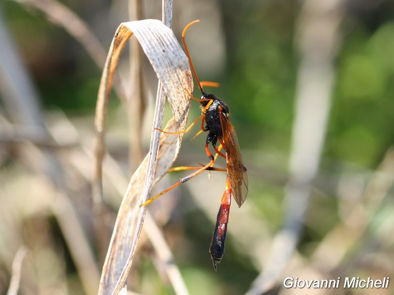Che specie ?  Fam. Ichneumonidae, subfam.  Anomaloninae